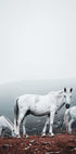 White Horses in The Fog Poster - Posterbox.dk