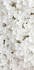 White Hydrangea Poster - Posterbox.dk