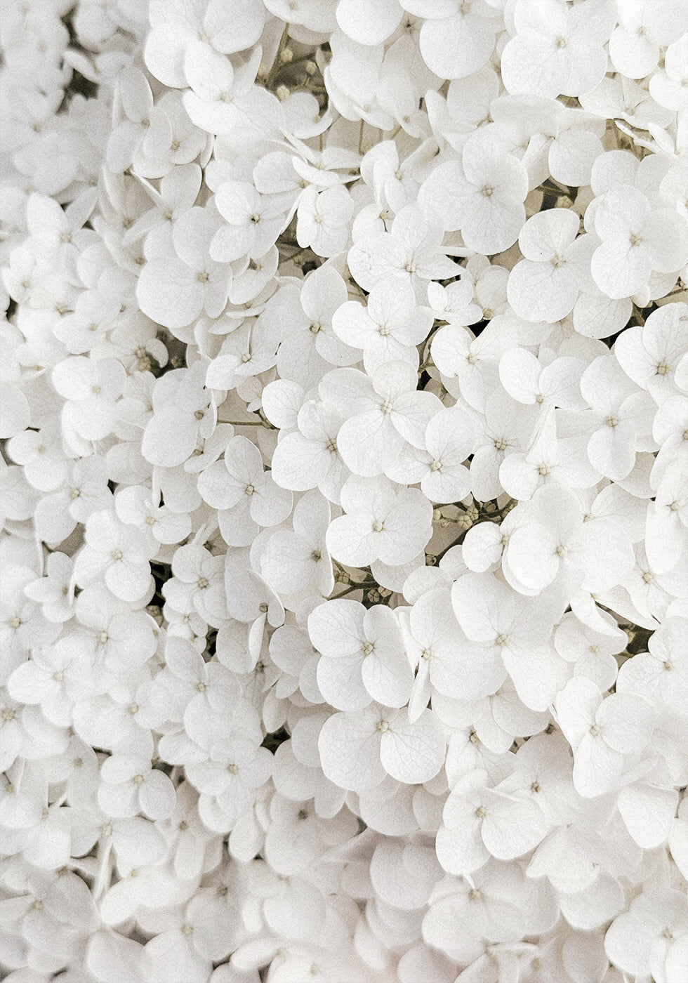White Hydrangea Poster - Posterbox.dk