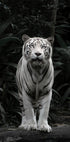 White Tiger Poster - Posterbox.dk