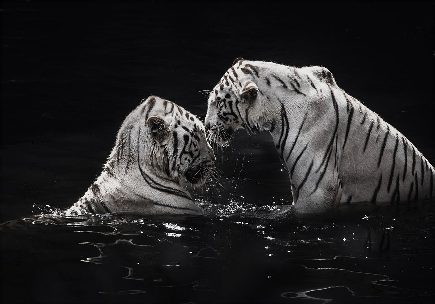 White Tigers in The Water Poster - Posterbox.dk